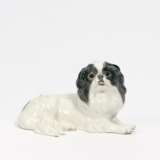 Japanese Chin - photo 1