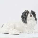 Japanese Chin - photo 2