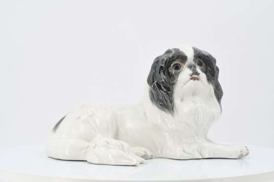 Japanese Chin - photo 2