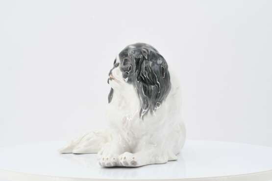 Japanese Chin - photo 3