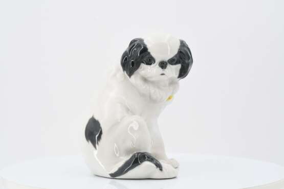 Japanese Chin - photo 2