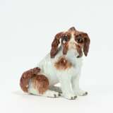 Small bolognese dog - photo 1