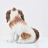 Small bolognese dog - photo 4