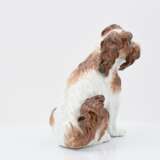 Small bolognese dog - фото 5