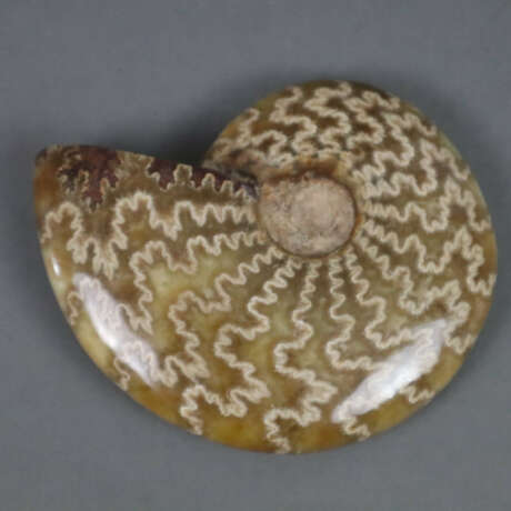 Ammonit - фото 1