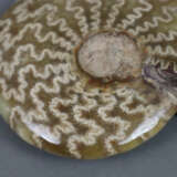 Ammonit - фото 3