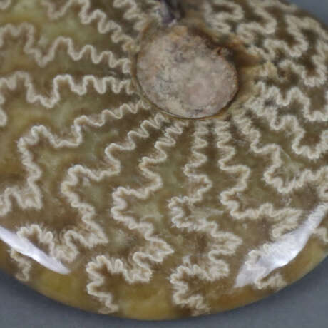 Ammonit - photo 4
