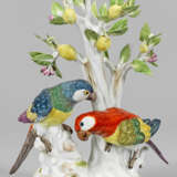 Papageiengruppe auf Zitronenbaum - Foto 1