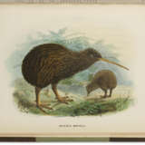 Birds of New Zealand - photo 3