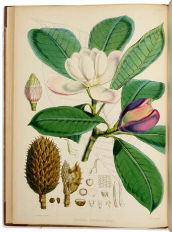Illustrations of Himalayan Plants - photo 1