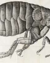 Hooke,R.