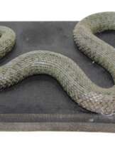 Aspisviper (Vipera Aspis).