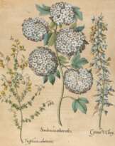 Amerikanischer Holunder, Zwergginster u. Geißklee.