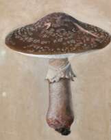 Mykologie.