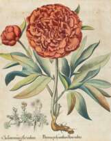 Pfingstrose u. Mauerpfeffer.