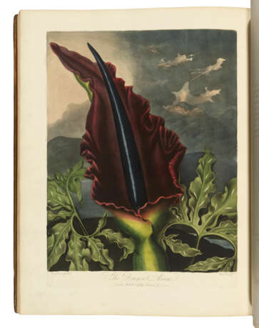 THORNTON, Robert John (1768-1837) - фото 3