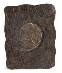 Zwei Schieferplatten mit Fossilien teils Ammoniten