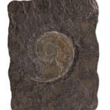 Zwei Schieferplatten mit Fossilien teils Ammoniten - photo 1