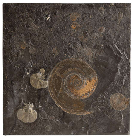 Zwei Schieferplatten mit Fossilien teils Ammoniten - фото 3