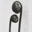 Karl Blossfeldt - Prix ​​des enchères