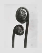 Karl Blossfeldt