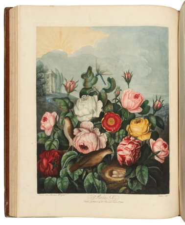 THORNTON, Robert John (1768-1837) - Foto 5