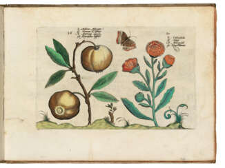 PASSE, Crispin van de (1589-1670)