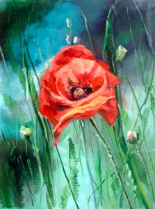 Blooming poppy on the field