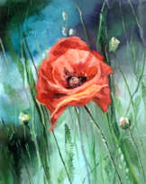 Blooming poppy on the field Blooming poppy on the field