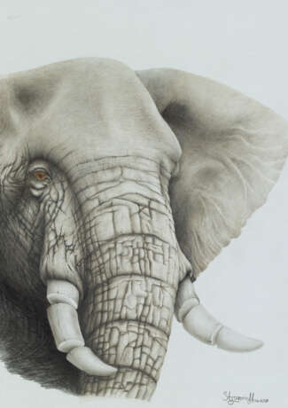 „Afrikanischer Elefant“ Papier Bleistift Realismus Animalistisches 2017 - Foto 1