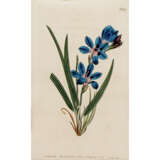 SANSOM, FRANCIS (18th/19th c.), 9 colored floral engravings AFTER Sydenham EDWARDS, - Foto 4