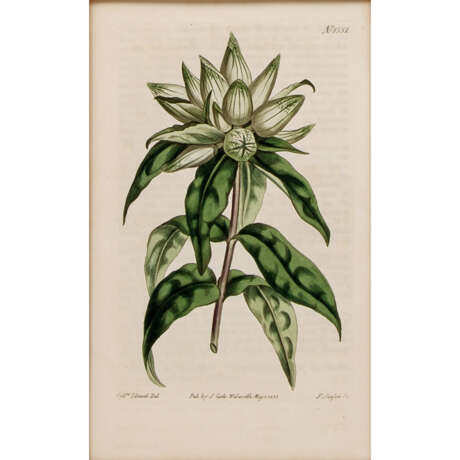 SANSOM, FRANCIS (18th/19th c.), 9 colored floral engravings AFTER Sydenham EDWARDS, - фото 6