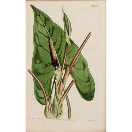 SANSOM, FRANCIS (18th/19th c.), 9 colored floral engravings AFTER Sydenham EDWARDS, - фото 7