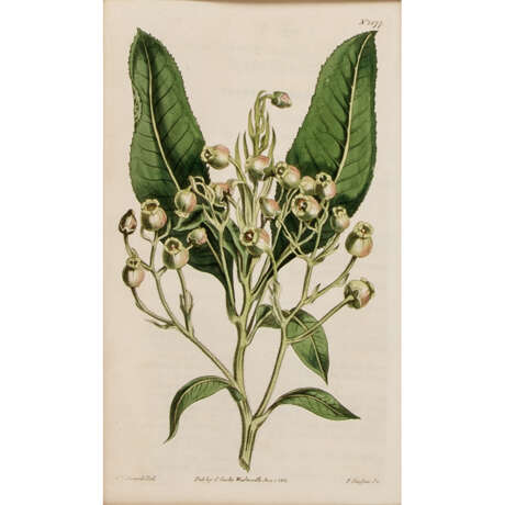 SANSOM, FRANCIS (18th/19th c.), 9 colored floral engravings AFTER Sydenham EDWARDS, - Foto 10