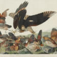 AFTER JOHN JAMES AUDUBON (1785-1851) BY ROBERT HAVELL (1793-1878) - Auktionspreise