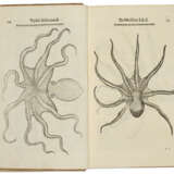 De reliquis animalibus exanguibus libri quatuor - photo 2