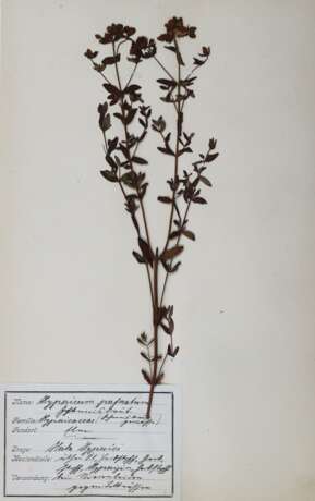 Herbarium. - photo 1