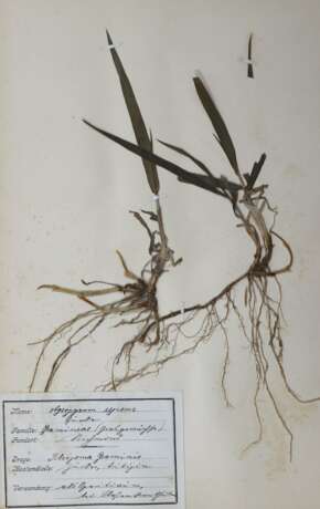 Herbarium. - фото 2