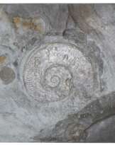 Fossilien Grube Katzenberg.