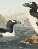 Great Auk