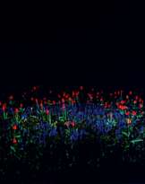 Giovanni Castell (München 1962). Tulpen.