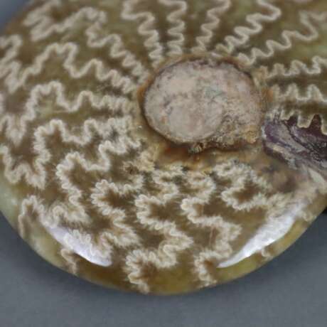 Ammonit - photo 3