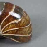 Ammonit - photo 2