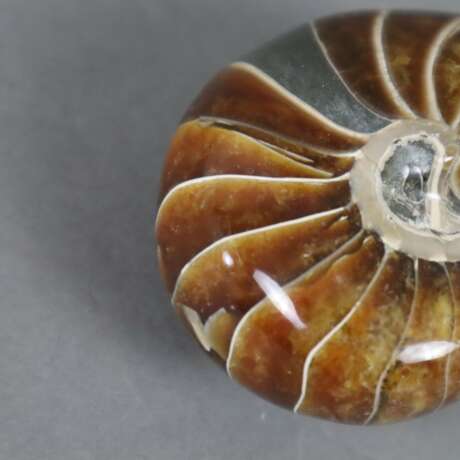 Ammonit - photo 3