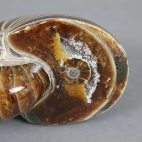 Ammonit - фото 4