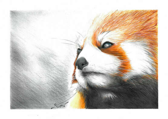 Red Panda Fotopapier Fotodruck Realismus Animalistisches Ukraine 2021 - Foto 1