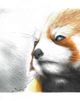 Red Panda Red Panda