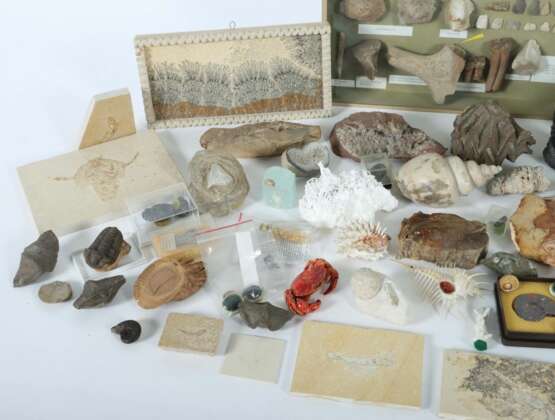 Umfangreiche Sammlung Versteinerungen vielfältiges Konvolut best. aus variierenden Versteinerungen, Mineralien und Ausgrabungen: Aquamarin - photo 2