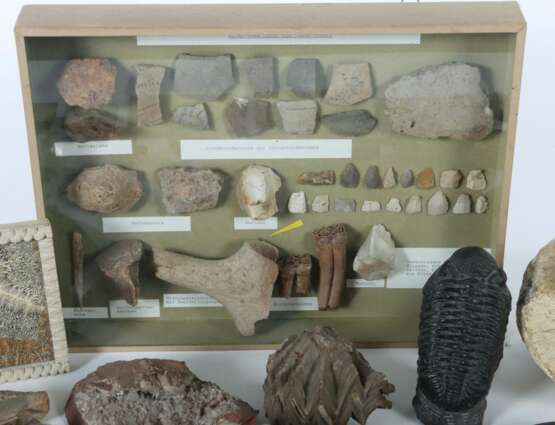Umfangreiche Sammlung Versteinerungen vielfältiges Konvolut best. aus variierenden Versteinerungen, Mineralien und Ausgrabungen: Aquamarin - photo 3