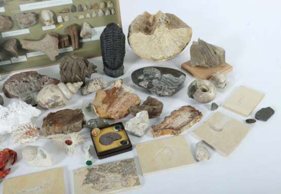 Umfangreiche Sammlung Versteinerungen vielfältiges Konvolut best. aus variierenden Versteinerungen, Mineralien und Ausgrabungen: Aquamarin - photo 4